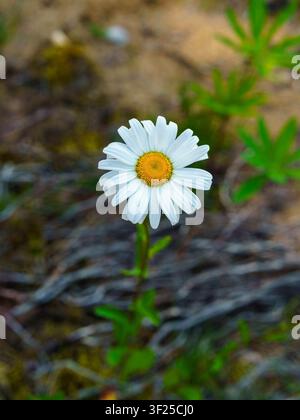 Singola margherita (Leucanthemum vulgare) che si staglia in una radura naturale del bosco con un morbido ambiente verde Foto Stock