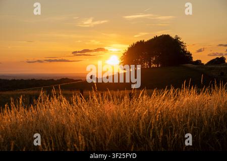 Tramonto estivo dorato che risplende su alte erbe selvatiche in un prato rurale con la silhouette di un boschetto sulla cima di una collina. Foto Stock