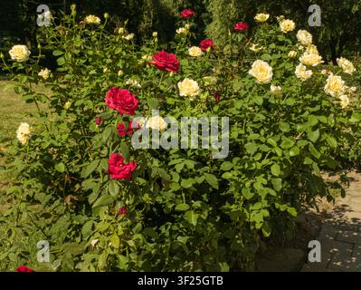 Lussuoso cespuglio di rose da giardino fiorito con fiori rossi e gialli in primo piano, bellissima disposizione multicolore di aiuole di rose in un parco soleggiato d'estate. Foto Stock