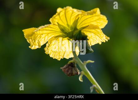 Fiore giallo chiaro su uno sfondo verde crema; il fiore risplende mentre la luce del sole splende dietro di esso. Foto Stock