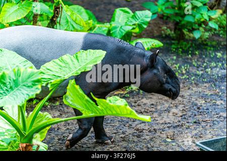 Un tapiro malese cammina attraverso un recinto lussureggiante e verde con grandi foglie tropicali in primo piano allo zoo di Lipsia in Germania. Il bianco e nero Foto Stock
