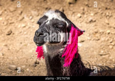 Ritratto ravvicinato di un lama andino bianco e nero adornato con vivaci nappe tradizionali nelle alture del Perù Foto Stock