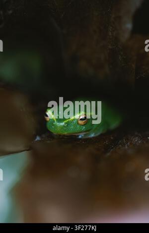 Rana arborea verde, primo piano, Queensland, Australia Foto Stock