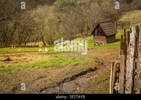Scena di fattoria rurale con oche e una capanna di legno rustica su una collina erbosa Foto Stock