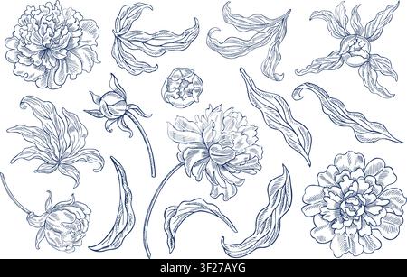 Un insieme di peonie. Un'illustrazione grafica vettoriale in blu. Disegnata a mano. Isolata su sfondo bianco. Fiori, foglie e gemme. Per cartoline Illustrazione Vettoriale