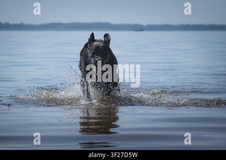 Labrador Retriever nero che corre nell'acqua del lago, cane bagnato che schizza con riflesso in un tranquillo paesaggio estivo Foto Stock