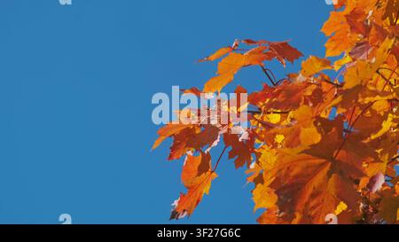 Foglie d'acero autunnale vibranti su un cielo azzurro limpido Foto Stock