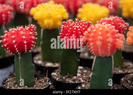 Una vista ravvicinata e luminosa di cactus lunare innestati rossi, gialli e arancioni che crescono in piccoli vasi neri per la semina in un vivaio. Foto Stock