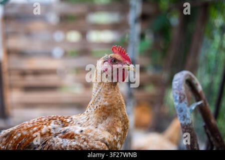 Un ritratto ravvicinato di un pollo marrone screziato, che mostra il suo piumaggio ruvido e la vivace cresta rossa, su uno sfondo di legno rustico sfocato Foto Stock