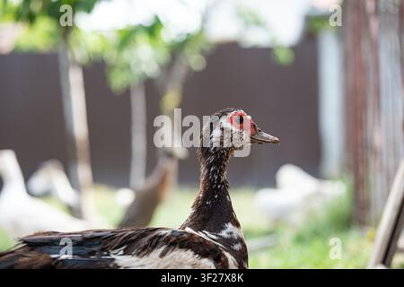 Un primo piano dettagliato all'altezza degli occhi che si concentra sulla testa e sul collo di una anatra muschiata, evidenziando la sua caratteristica pelle rossa del viso e le piume a motivi Foto Stock