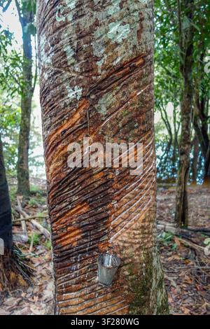 Vista ravvicinata di lattice estratto da un albero di gomma in vaso. Seringueira, nativo del bacino amazzonico. Foto Stock