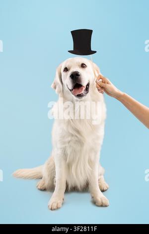 Cane Golden Retriever felice con cilindro nero, sorridente, sfondo studio Foto Stock
