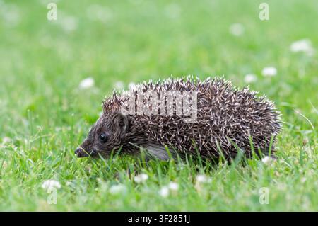 Prima vista ravvicinata di un piccolo riccio che cammina di profilo attraverso erba verde fresca. Luce naturale, spine dettagliate e spazio di copia. Foto Stock