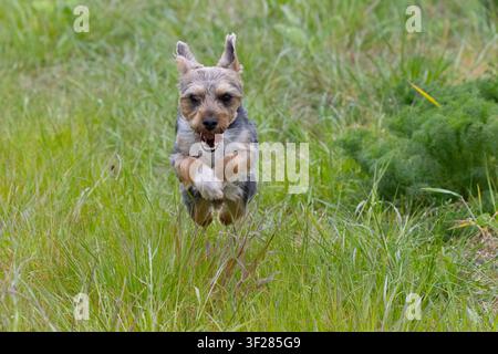 Piccolo cane felice che corre in un campo. Foto Stock