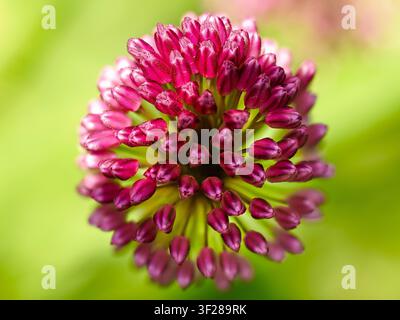 Capo fiorale di Allium in gemma, petali magenta vibranti che si aprono in un Foto Stock