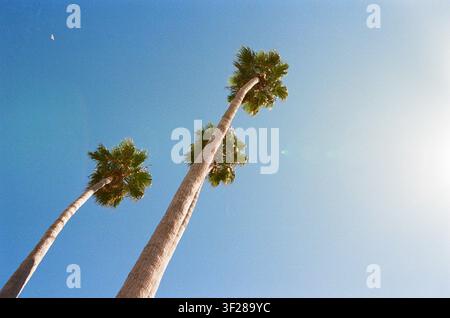 Guarda in alto verso alte palme in una giornata di sole Foto Stock