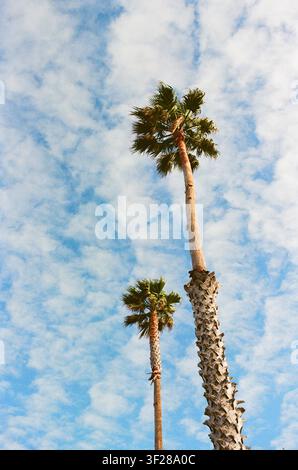 Vista ad angolo basso di alte palme e nuvole Foto Stock