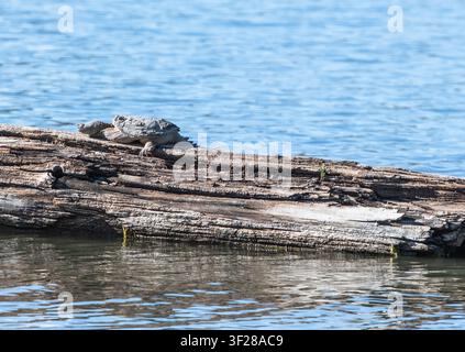 Tartaruga comune dalla carapace che si prende il sole su un tronco galleggiante Foto Stock