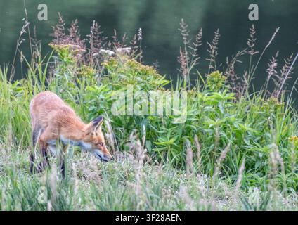 Giovane volpe rossa che insegue la preda in un prato di erba alta Foto Stock