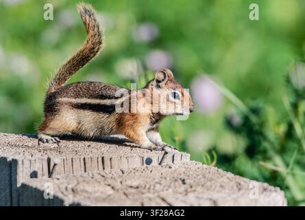 Piccolo scoiattolo striato si ferma su un palo di recinzione consumato Foto Stock