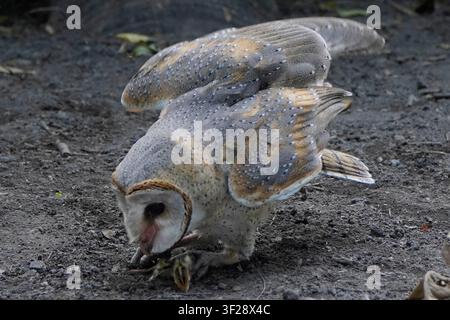 Barbagianni (Tyto alba) che caccia e cattura la sua preda a terra Foto Stock