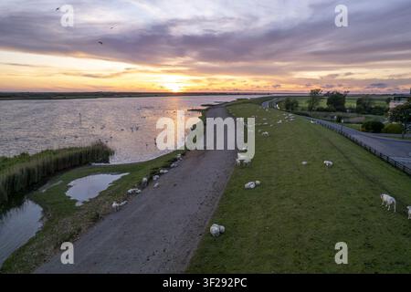 Vista aerea di pecore che pascolano su una diga erbosa lungo l'IJsselmeer al tramonto con la luce dell'ora dorata che si riflette sull'acqua a Makkum, Friesland, Paesi Bassi Foto Stock