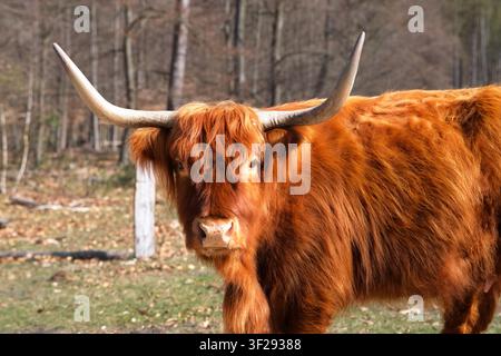 Un maestoso primo piano di un toro di razza Highland fulvo con lunghe corna appuntite, che guarda direttamente nella fotocamera in una giornata di sole nel bosco. Foto Stock