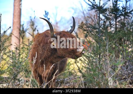 Un maestoso primo piano di un toro di razza Highland fulvo con lunghe corna appuntite, che guarda direttamente nella fotocamera in una giornata di sole nel bosco. Foto Stock