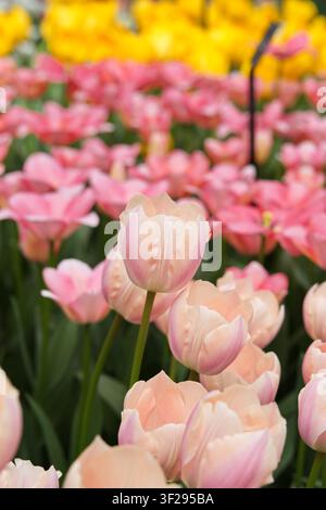 Prima piano orizzontale di delicate tulipani frangiati rosa con bordi bianchi e arancioni morbidi che fioriscono tra il fogliame verde in un giardino primaverile olandese. Foto Stock