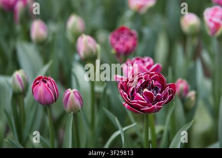 Splendide tulipani peonia doppi viola scuro con margini bianchi in fiore a Keukenhof, Paesi Bassi. Fotografia floreale vibrante primaverile. Foto Stock