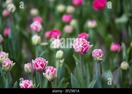 Splendide tulipani peonia doppi viola scuro con margini bianchi in fiore a Keukenhof, Paesi Bassi. Fotografia floreale vibrante primaverile. Foto Stock