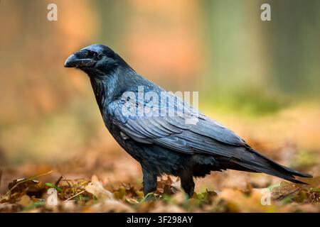 Vista di un corvo comune in piedi su un letto di foglie autunnali cadute in una foresta a Debrzno, Voivodato della Pomerania, Polonia. Foto Stock