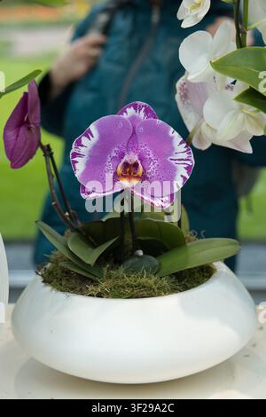 Una splendida orchidea farfalla Phalaenopsis viola con motivi screziati e bordi bianchi, che cresce in una ciotola di ceramica bianca rotonda piena di muschio verde. Foto Stock