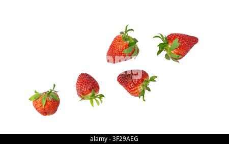 Fragola fresca che cade isolata, fragola intera matura che vola, fragola rossa succosa imperfetta con foglie verdi, fragola naturale che levita su Whi Foto Stock