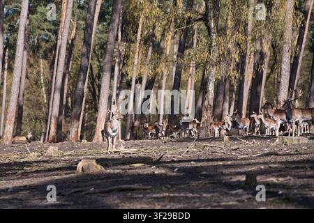 Un ampio scatto paesaggistico di un grande branco di cervi (Dama dama) con cervi maschi e femmine in piedi tra alti pini in una radura boschiva illuminata dal sole. Foto Stock