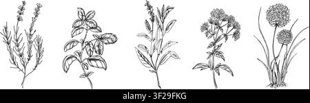 Set di erbe aromatiche. Basilico, Salvia, Oregano, Lavanda, Erba cipollina, Piante di aglio con foglie e fiori. Illustrazione vettoriale disegnata a mano di ingredienti piccanti Illustrazione Vettoriale