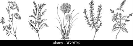 Rami di erbe culinarie e medicinali disegnati a mano con fiori in arte lineare botanica vintage nera. Salvia, rosmarino, menta, erba cipollina o aglio, piante di aneto Illustrazione Vettoriale
