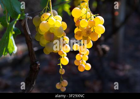 Grappoli maturi di uva bianca dorata pendono da una vigna nodosa, brillando caldamente alla luce del sole in controluce su uno sfondo sfocato di un vigneto scuro Foto Stock