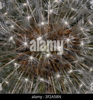 Capo di seme di tarassaco pappo (Taraxicum officinale) primo piano macro creativo artistico con dettagli estremi di un singolo capo di seme, filamenti e semi Foto Stock