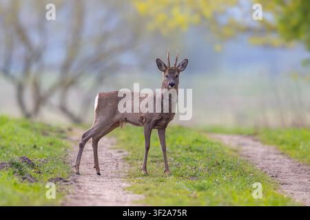 Caporales europeo (Capreolus capreolus) adulto / maschio in pelo invernale in piedi su un sentiero / strada sterrata in campagna in primavera Foto Stock