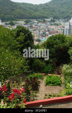 Le case colorate sul pendio del villaggio culturale di Gamcheon sono incorniciate dalla vegetazione dei giardini, Busan, Corea del Sud. Foto Stock