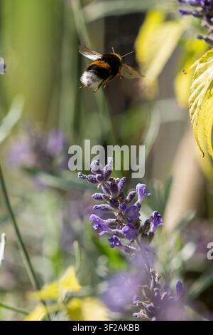 Bombus con coda bianca che vola sopra la lavanda viola mostrando la coda bianca in un giardino estivo Foto Stock