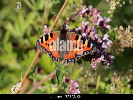 Una piccola farfalla dal mantello tartarugato che si nutre di verbena nel Sussex Foto Stock
