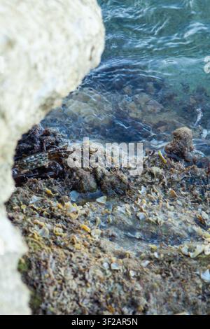 Vista ravvicinata di una costa rocciosa con acqua limpida che rivela rocce subacquee e alghe marine, creando una scena costiera naturale con texture e co Foto Stock