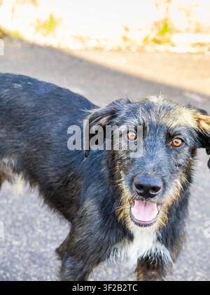 Bellissimo cane di strada peloso e nero con occhi gialli straordinari, perso per le strade, ma davvero amichevole. Foto Stock