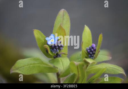 Non-ti-scordar-di-me dei campi, Boraginacee, Myosotis Arvensis, Famiglia delle foglie ruvide, Non-ti-scordar-di-me, Non-ti-scordar-di-me dei campi, Flora, Piante Foto Stock