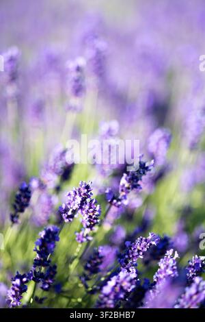 Un primo piano di steli di fiori di lavanda viola con uno sfondo sfocato e morbido di un campo di lavanda alla luce del sole estivo. Foto Stock