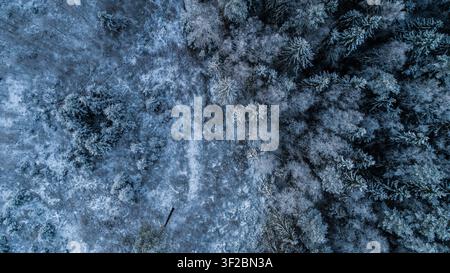 Vista aerea di una fitta foresta coperta di neve durante l'inverno con cime degli alberi ricoperte di brina e ombre in Lettonia. Foto Stock