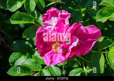 Fiore di rosa selvatica rosa con foglie verdi alla luce brillante dell'estate Foto Stock