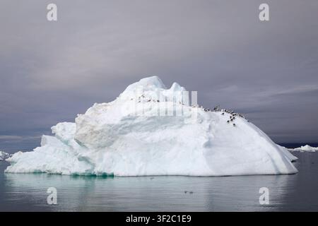 Stormo di gabbiani dalle zampe nere appollaiati su un iceberg a nord del circolo polare artico nella baia di Disko, Ilulissat, Groenlandia Foto Stock